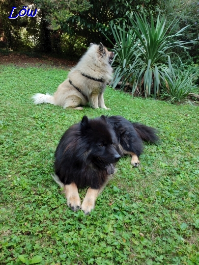 16.8.2024 - Dwix und Howard im Garten